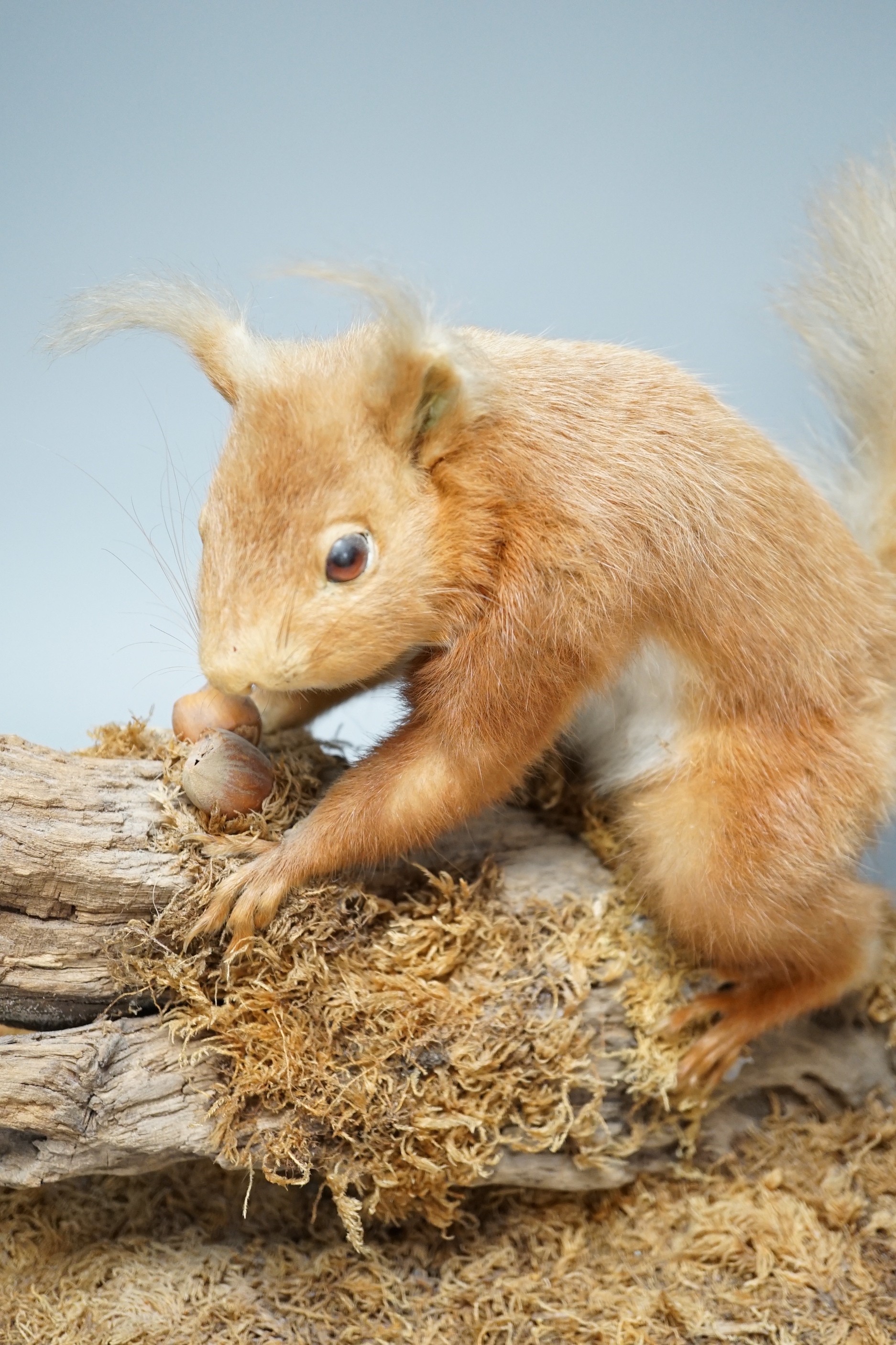 A taxidermic red squirrel and two cased exotic butterflies